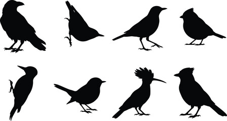 Bird Silhouette Collection with Perching Songbirds Woodpecker Crow and Hoopoe Vector Set © MD MIJANUR