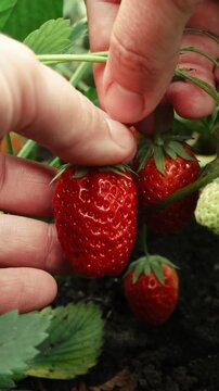 Vertical video. Summer strawberry harvest. Hands picking fresh red strawberries. 
