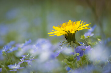 Yellow dandelion flower stands prominently among a field of delicate blue flowers, with soft green foliage creating a natural backdrop in a blurred garden setting during springtime © I K Photography