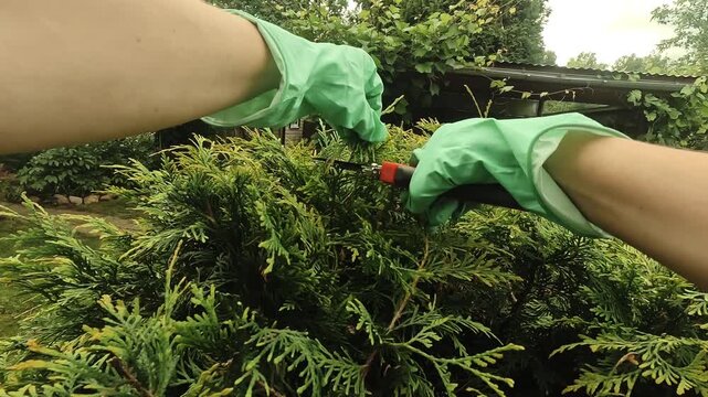 Gardener cuts branches of thuja plant to give it round shape. POV. Landscaping, tending to plants. Gardening concept.