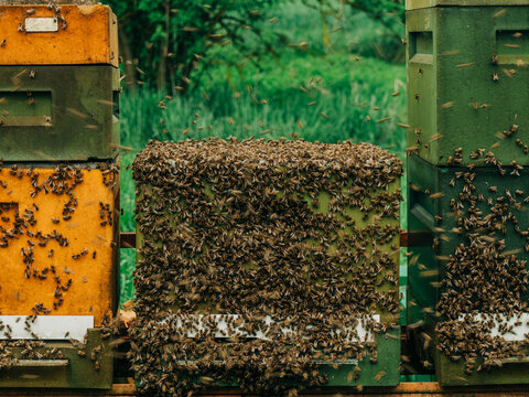 Large spring swarm of bees covering a wooden beehive at an apiary