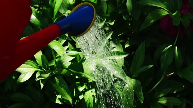 Gardening concept. Watering plants and flowerbeds with watering can in summer garden.