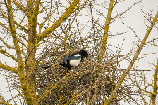Magpie building the nest