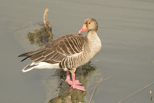 Close-up of a goose out of the water