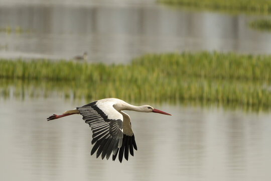 Close-up of a common stork in flight carrying nesting materials