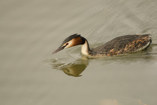 Close-up of a great crested grebe on the water catching a mosquito