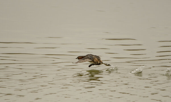 Little grebe running on water