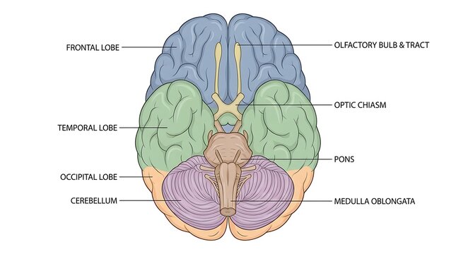 Detailed inferior view of human brain anatomy with lobe labels, inferior