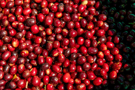 Coffee cherries freshly harvested, showing varying shades of red and dark maroon, ready for the next stage of coffee production on a farm in Chiriqu&iacute;, Panama - stock photo