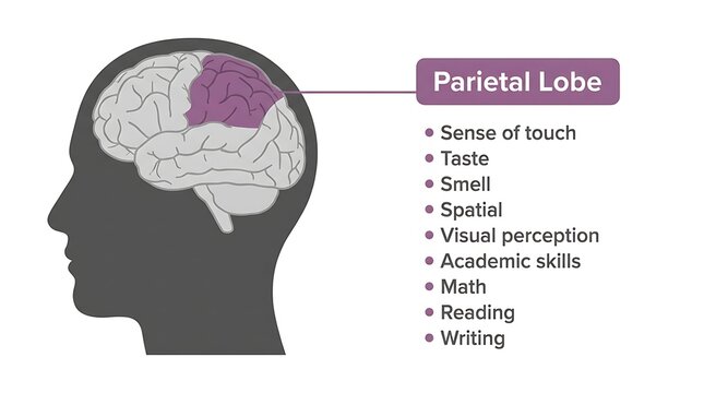 Anatomical diagram of the human parietal lobe brain functions with parietal