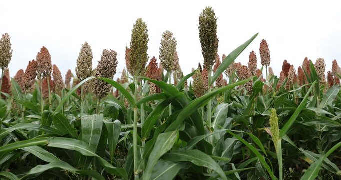 Jowar grain sorghum crop farm	