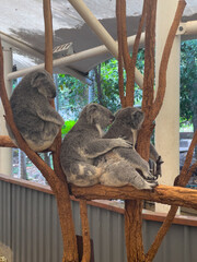 Three cute koalas resting together on eucalyptus branches © mcgimpseymike