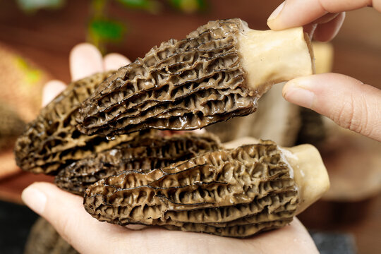 Fresh Morel Mushrooms with Honeycomb Texture Held in Hands - Yunnan Alpine Wild Edible Fungi for Gourmet Cooking