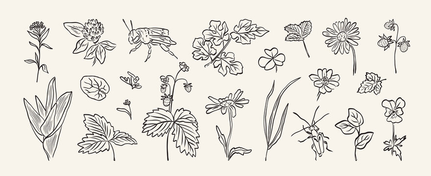 Set of sketch hand drawn flowers, insect, strawberry and leaves. Botanical abstract floral plant drawing brush or ink stroke. Summer beautiful garden. Minimalist vector meadow plants for cards, logo.