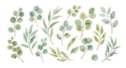  green eucalyptus leaves and white roses. Hand drawn illustration.Greenery clipart for wedding invitation, greeting cards, save the date, stationery design.   © sakib