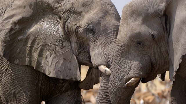 Close up shot of two African elephants showing affection, Etosha National Park, Namibia.