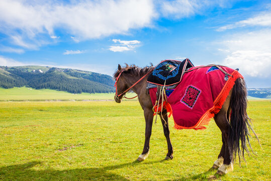 Close-up of a Steed on the Grassland at Sayram Lake, Xinjiang, China