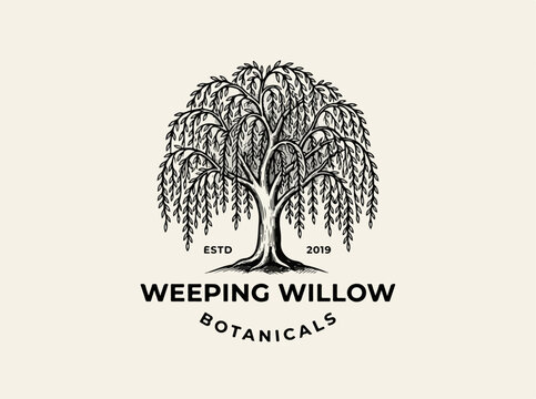 Weeping Willow Tree Logo Design.