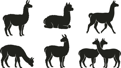 Obraz premium Llama and Alpaca Silhouette Icon Set with Standing, Lying, Walking, and Grazing Poses for Wildlife and Animal Design Projects