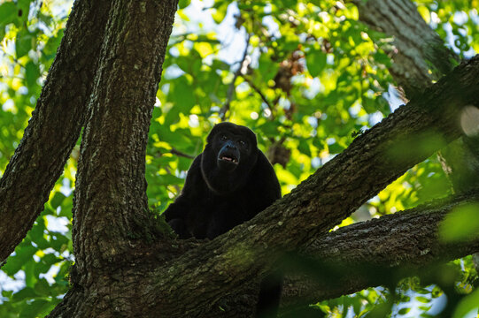 Howler monkey in a tree in a rainforest in Panama