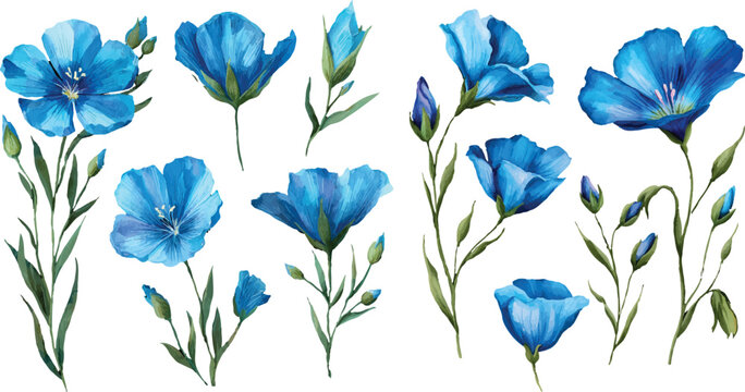 blue iris flowers isolated