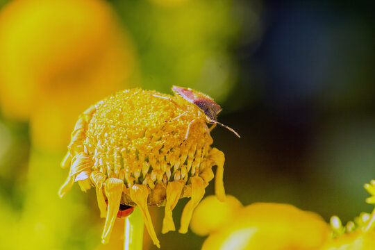 True Bugs: Insects on a Yellow Flower