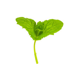Fresh mint leaf isolated on white background © reddish