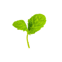 Single mint leaf isolated on white background © reddish