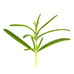 Fototapeta premium Rosemary herb isolated on white background