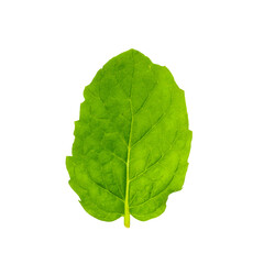 Single mint leaf isolated on white background © reddish