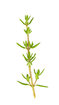 Thyme sprig isolated on white background