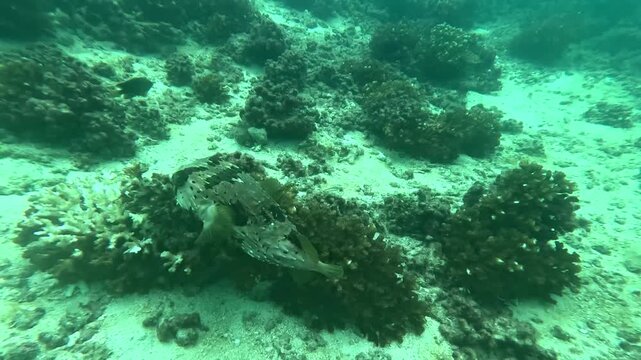 Underwater View of a Swimming Spiky Porcupinefish on a Rocky Coral Reef in Coiba National Park, Panama