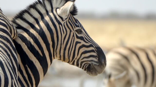 Close-up shot of two zebras at a waterhole in Etosha National Park, Namibia.
