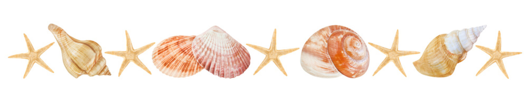 Muscheln und Seesterne  Hintergrund transparent PNG cut out