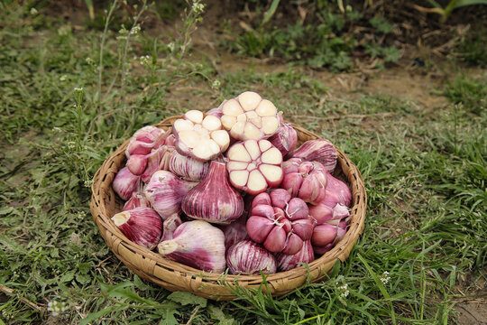 Fresh Purple Garlic from Yunnan - Cloves and Bulbs in Harvest Basket