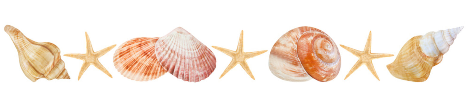 Various mussels and seashells with seastars isolated on white background