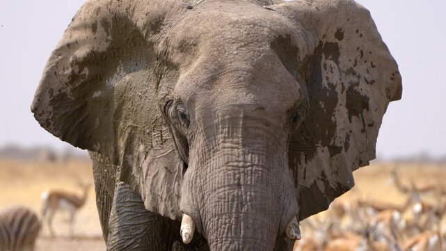Close up shot of an African elephant drinking water from a waterhole in Etosha National Park, Namibia.