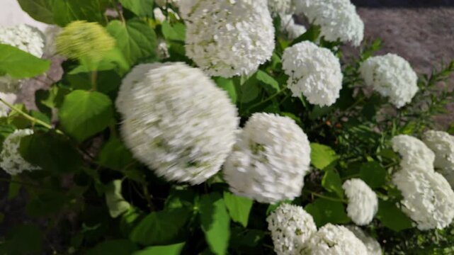 Stunning white hydrangea flowers blooming gracefully in the bright sunny garden next to the concrete steps. This gorgeous cinematic nature video is captured in stunning 4K 24fps with Motion Blur.