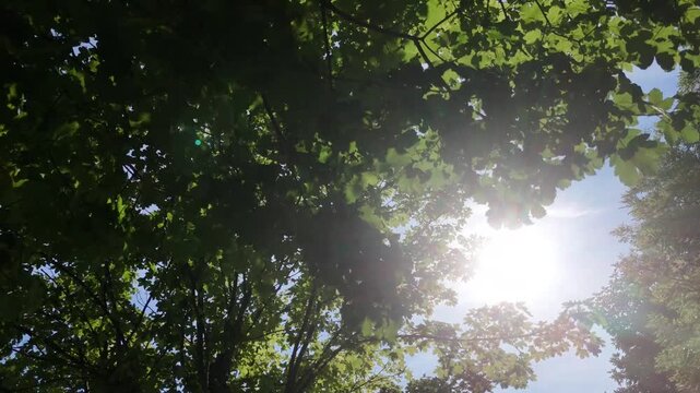 Grande albero con chioma verde e luminosa, illuminata dal sole che filtra tra le foglie. Scena naturale serena, fresca e immersa nella luce