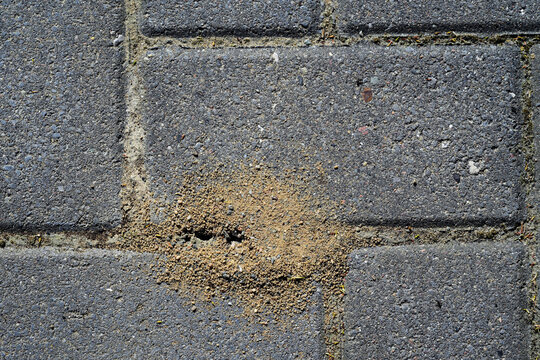 Ants are undermining the pavement of a patio or path by digging sand out of the joints, these insects are beneficial organisms in the ecosystem but can also become a nuisance, top view