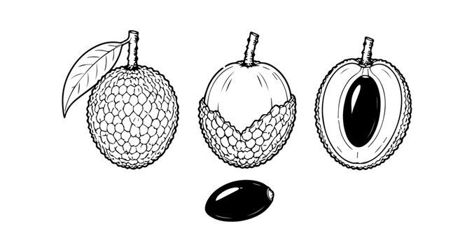 Lychee Fruit Anatomy Vector, Whole Peeled Half Cut and Seed Illustration, Botanical Outline Diagram, Black and White Line Art
