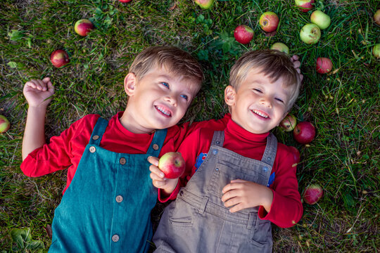 Photo series and asset collection of two cheerful caucasian brothers aged 4-6 wearing denim overalls picking, eating and holding fresh red apples in wicker baskets under trees during harvest season in