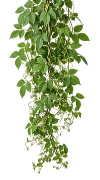 A cascading green vine of Cayratia trifolia, isolated on white.