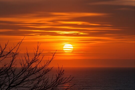 Golden sunrise over calm ocean horizon with silhouetted tree branches, dramatic New Year hatsuhinode scene