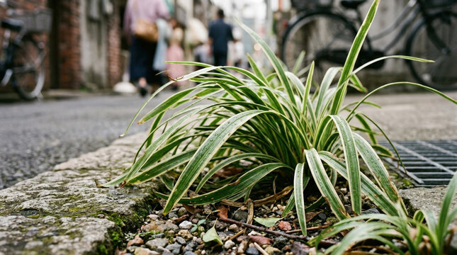 Liriope muscari Variegata growing in an urban street crack. Close up of variegated lilyturf leaves on a stone curb with blurred city background