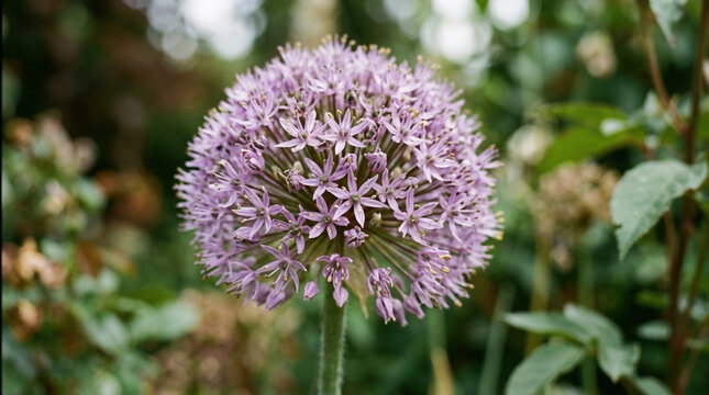Macro photograph of a purple Allium giganteum flower. Spherical giant onion blossom in a garden