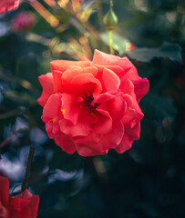 Obraz premium Rose