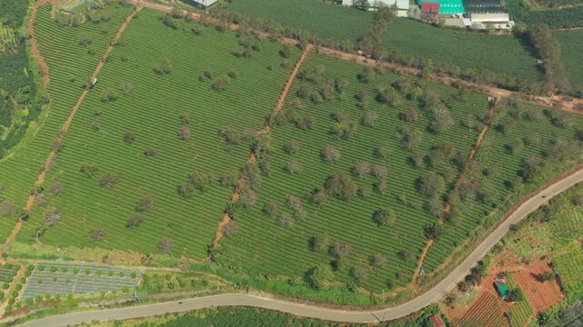 Aerial Top Down View of Tea Plantation in Da Lat Lam Dong Vietnam