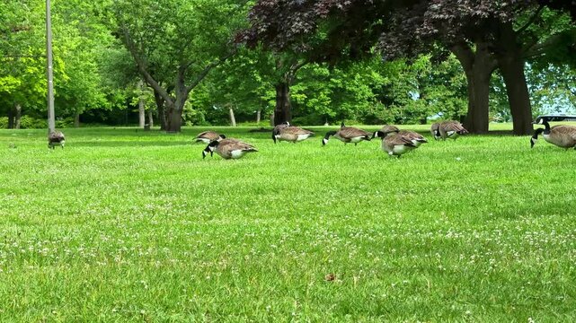 Geese can be seen walking and grazing on the grass in a park. The trees provide shade and greenery all around. It is a sunny day and the ground is covered with clover.