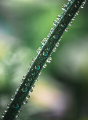 Fototapeta premium Morning nature in sunlight and dew